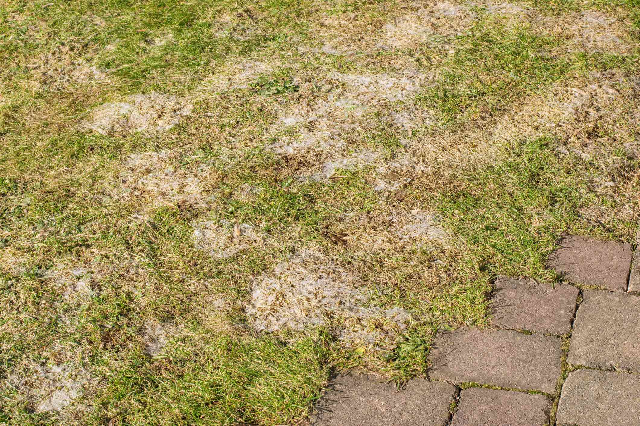 4 Signs You Have Snow Mold, and How to Fix It Like a Pro
