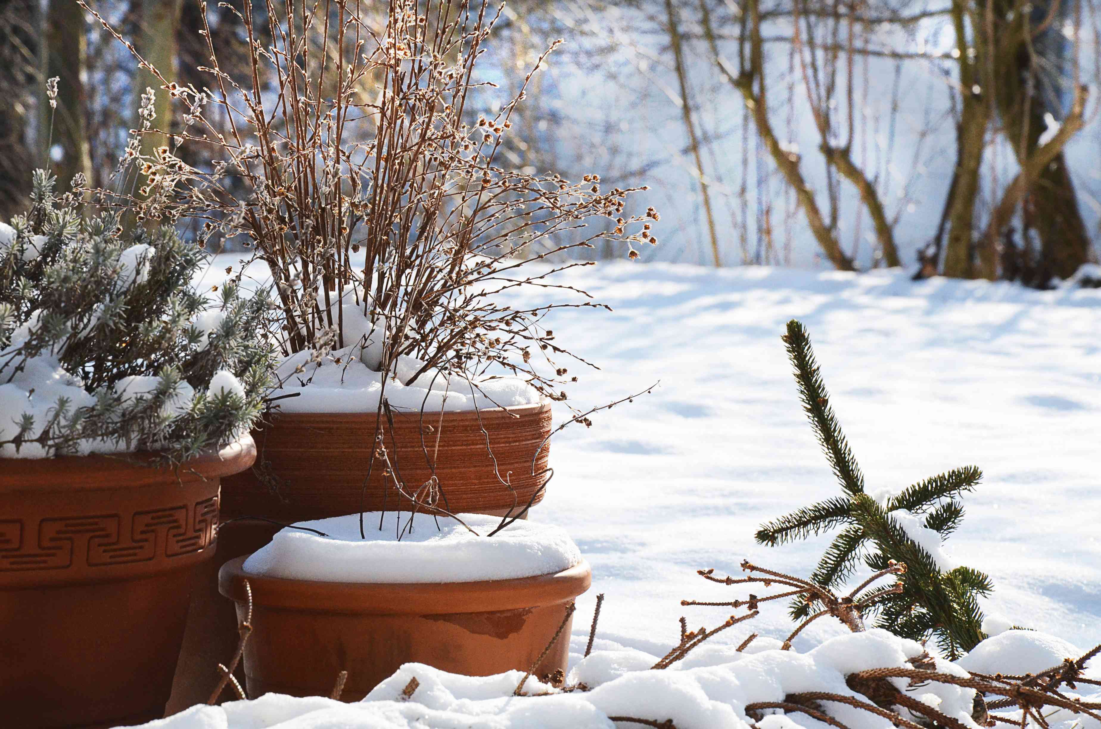 Can I Leave Plant Pots Outside in Winter? What Gardeners Recommend