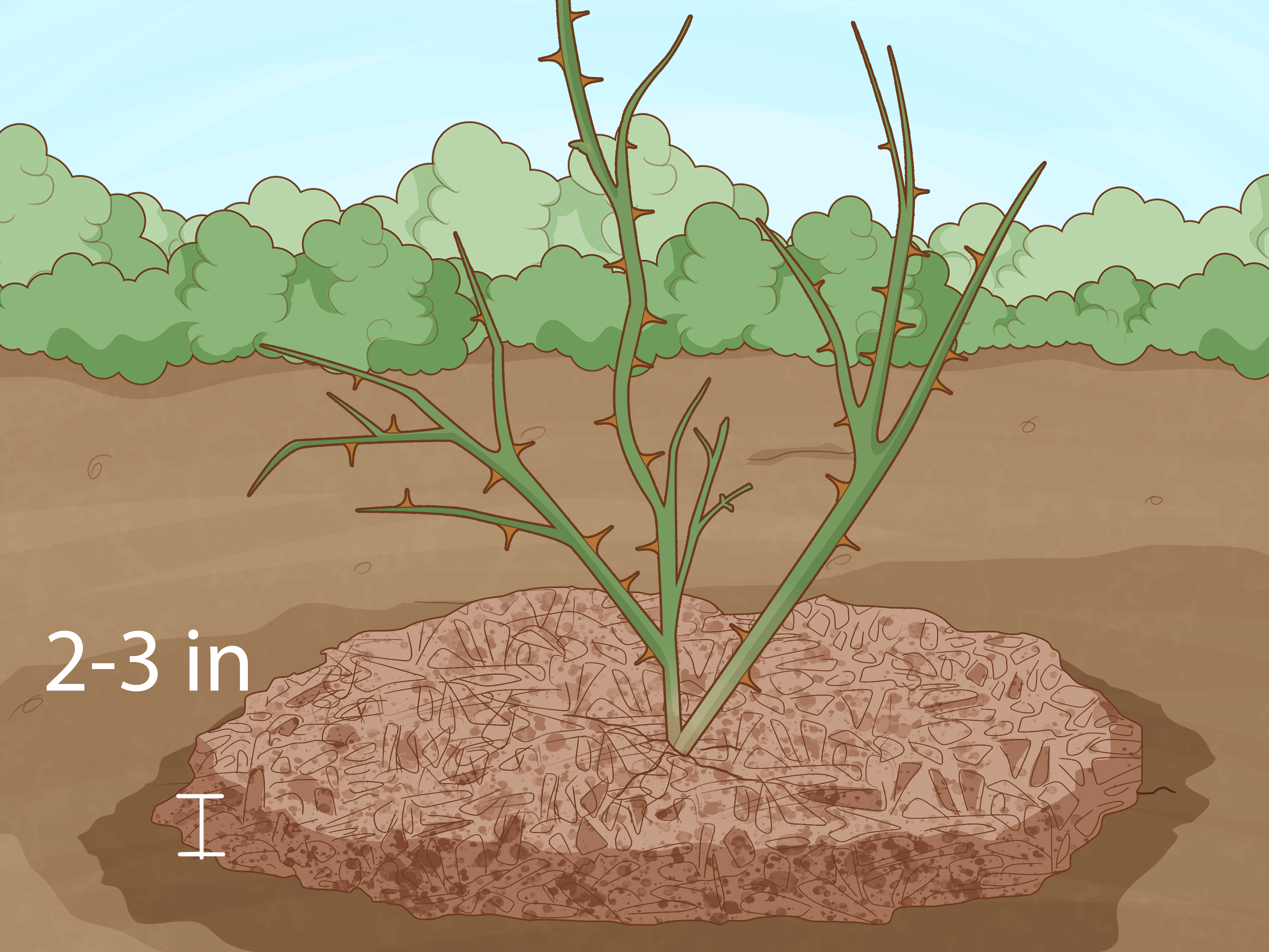 How to Trim Rose Bushes in Fall: A Step-by-Step Guide