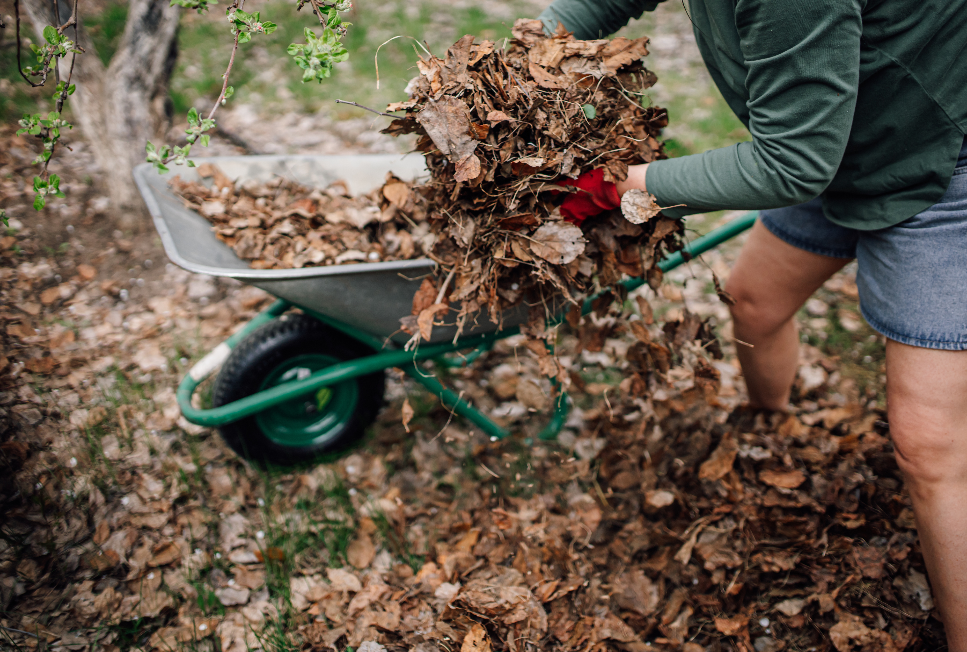 Don’t Throw Fallen Leaves AwayHere’s How to Put Them to Good Use in Your Garden