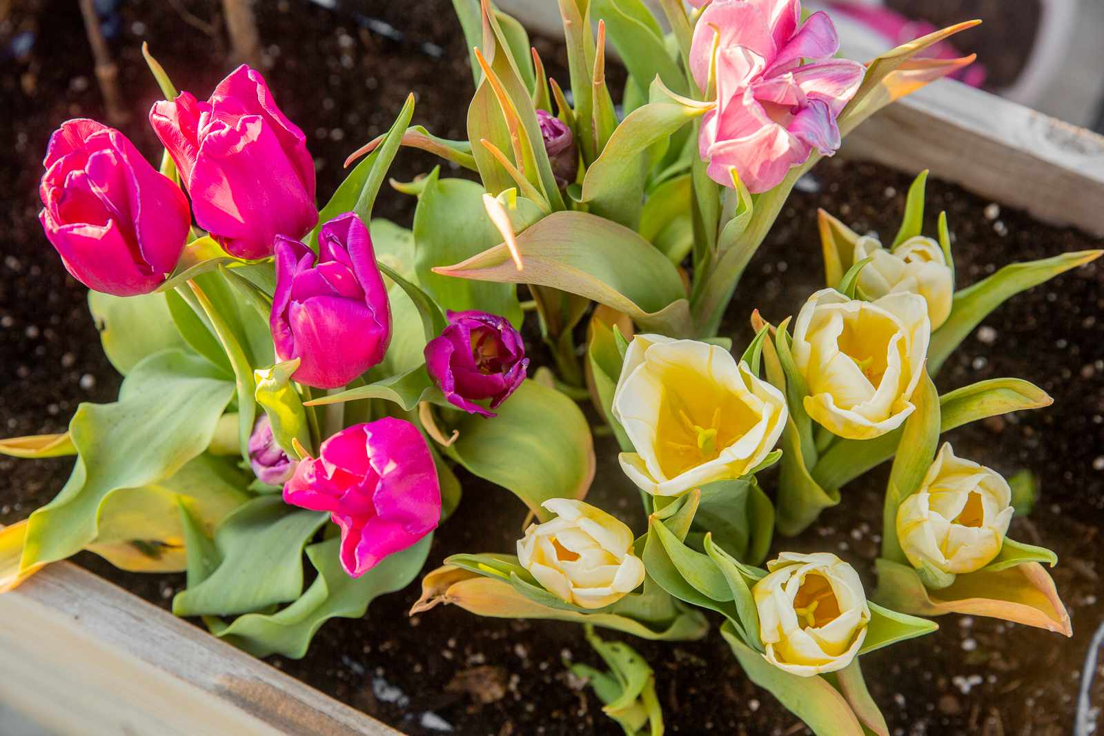 35 Colorful Flowers and Foliage to Make Your Garden Pop