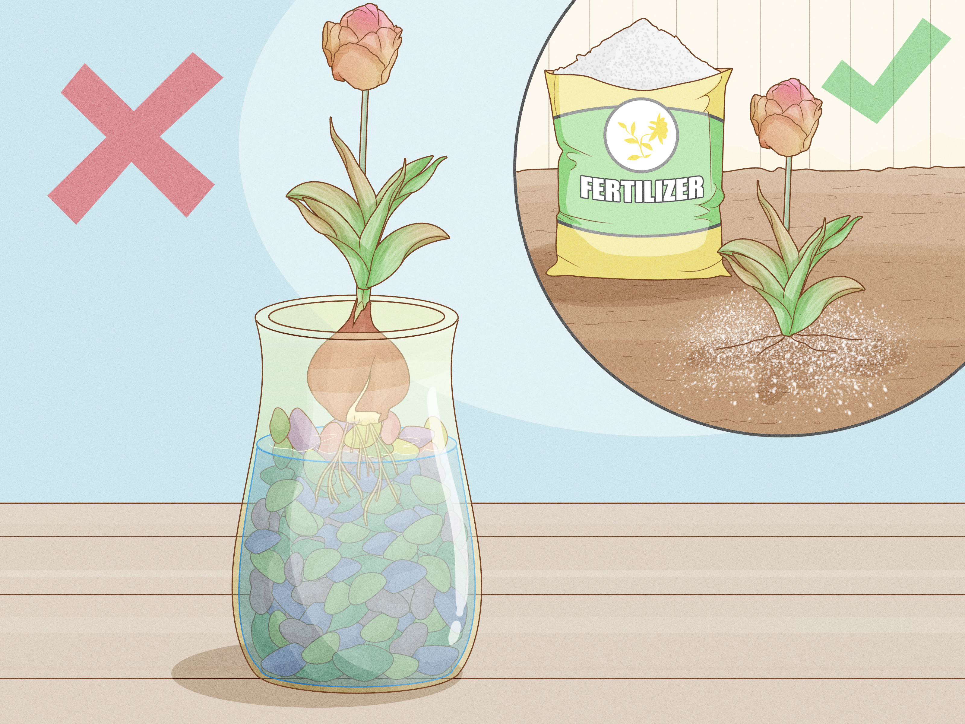 How to Force Tulip Bulbs in Water: 11 Steps