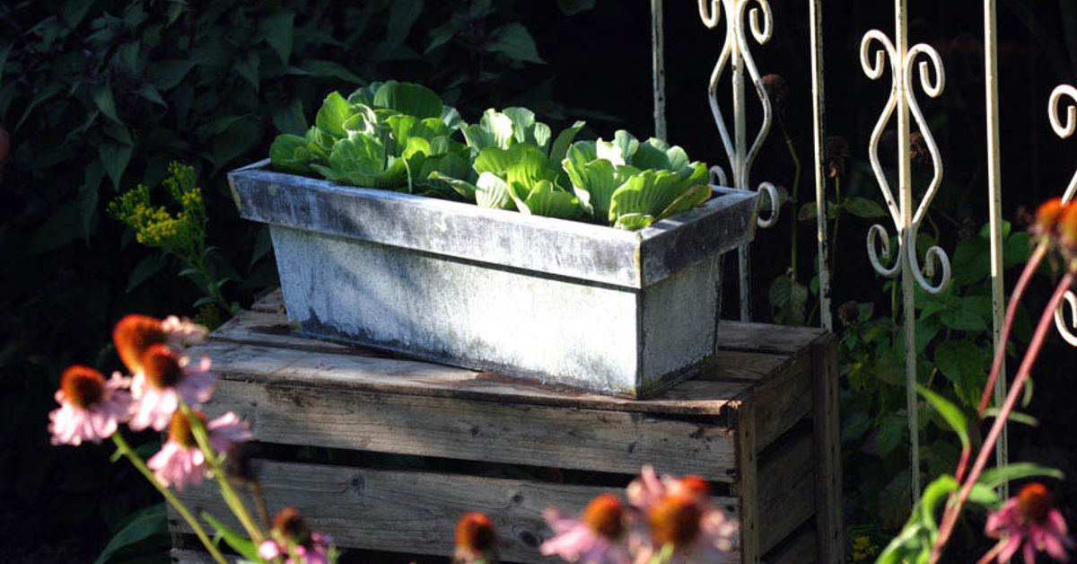 12 Container Gardening Ideas To Kick Off Spring