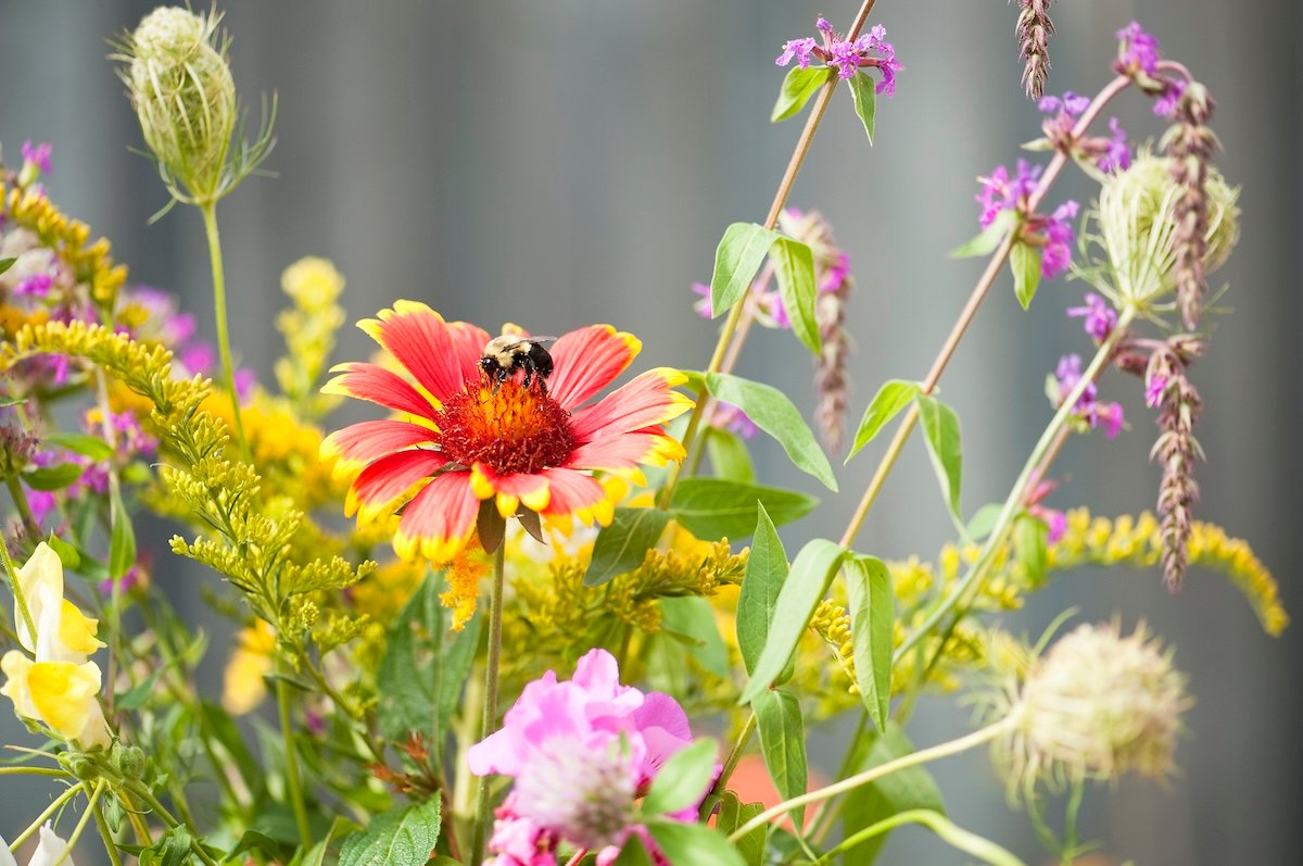 New Study Explains Critical Factors for Pollinator Gardens