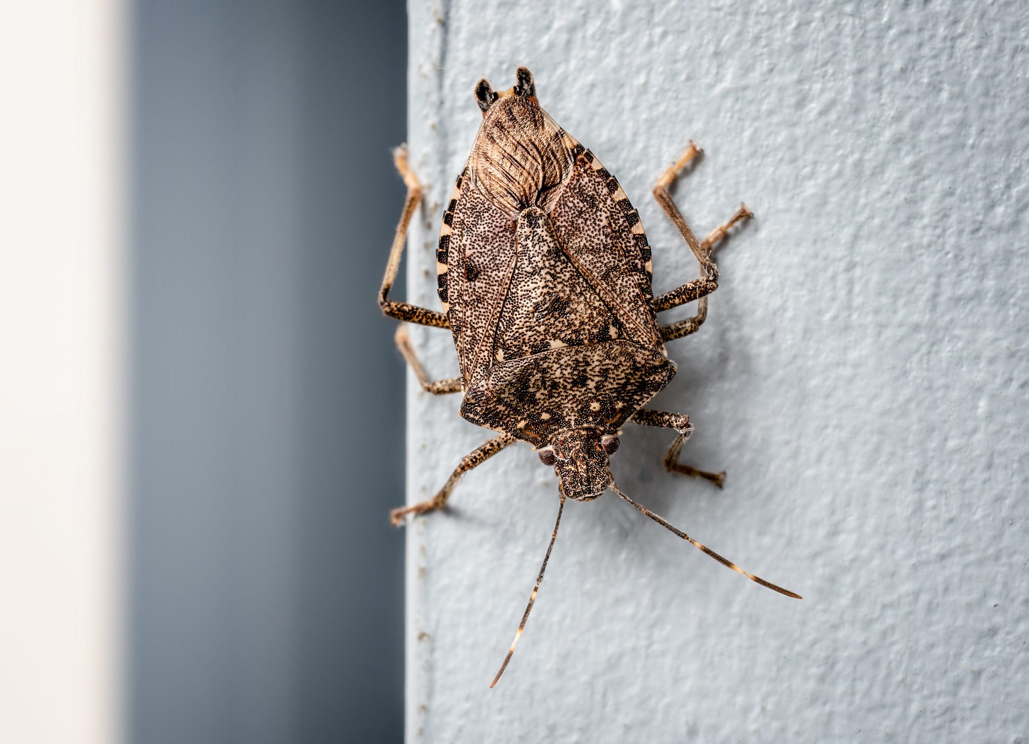 Prevent Stink Bugs From Getting In Your Home This Winte