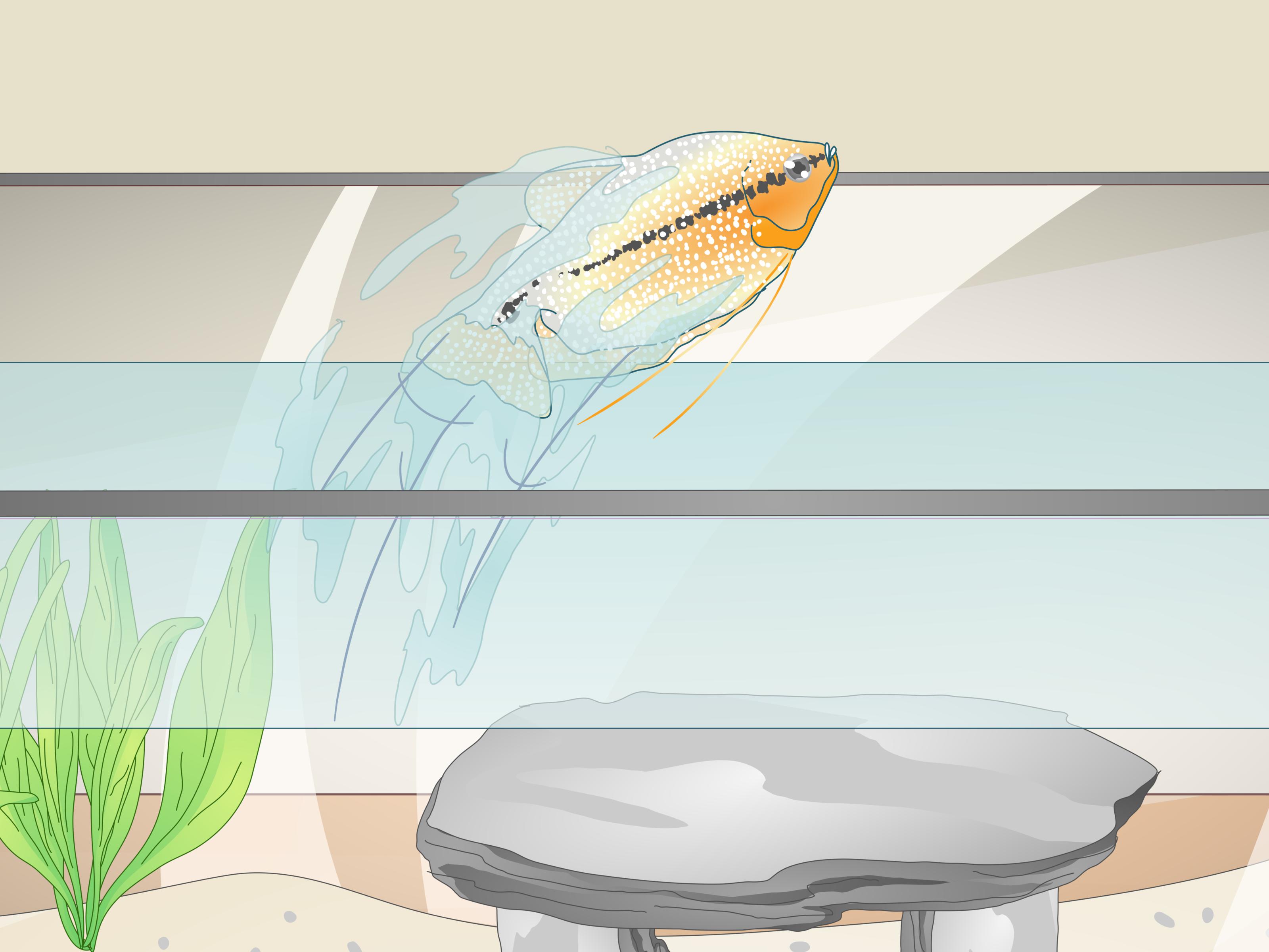 3 Simple Ways to Reduce Chlorine in an Aquarium