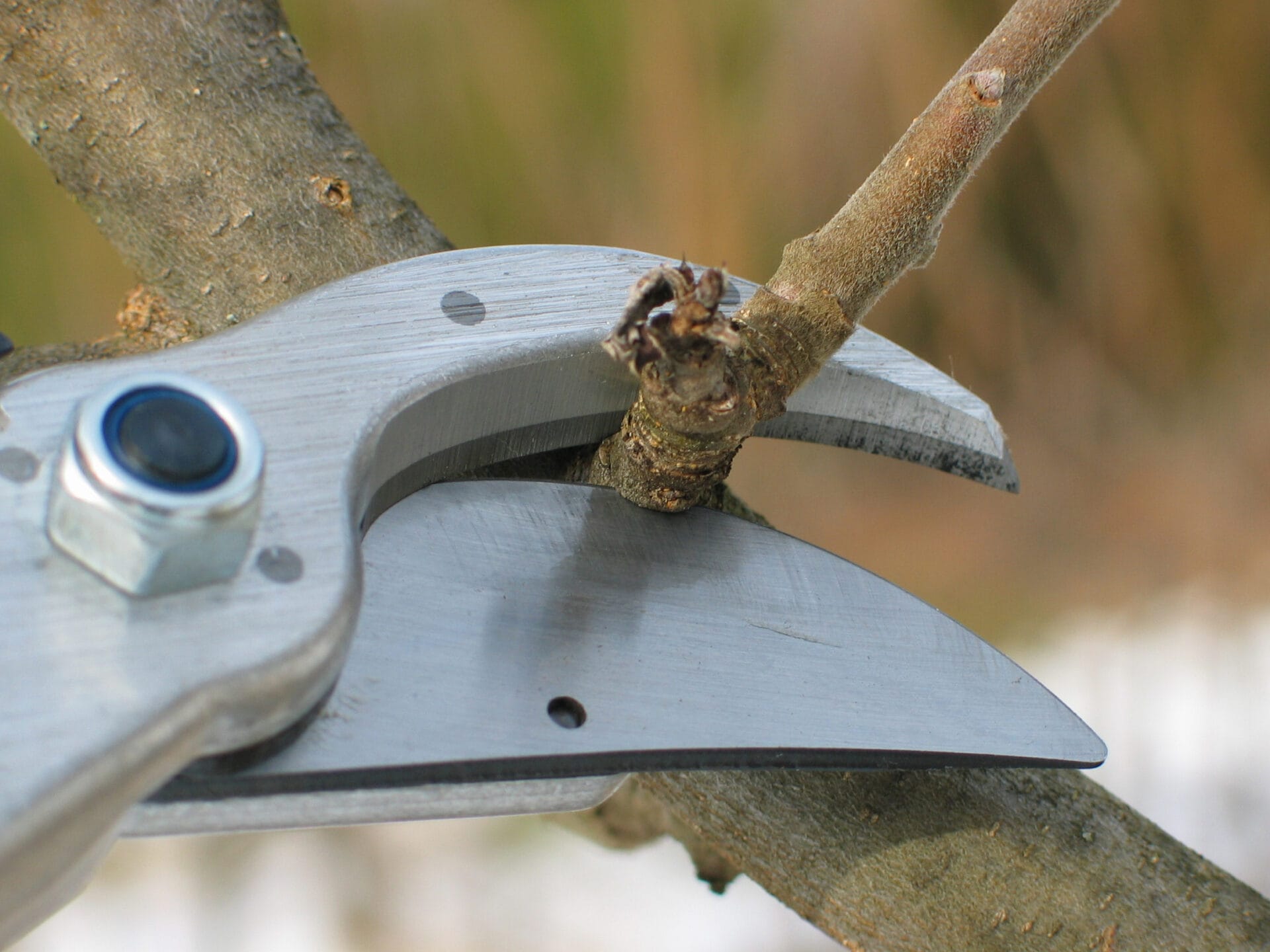 Everything You Need to Know to Maintain Fruit Trees